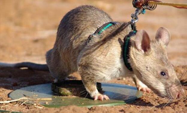 世界上最大的老鼠有多大，体长快要1米(成为扫雷能手)