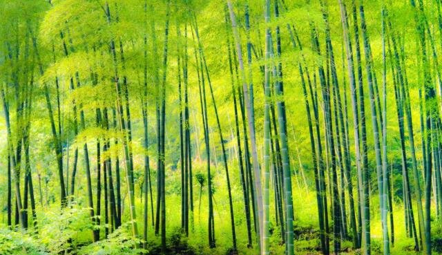 世界上长得最快的植物排名，竹子排名第一(成天长高1米)
