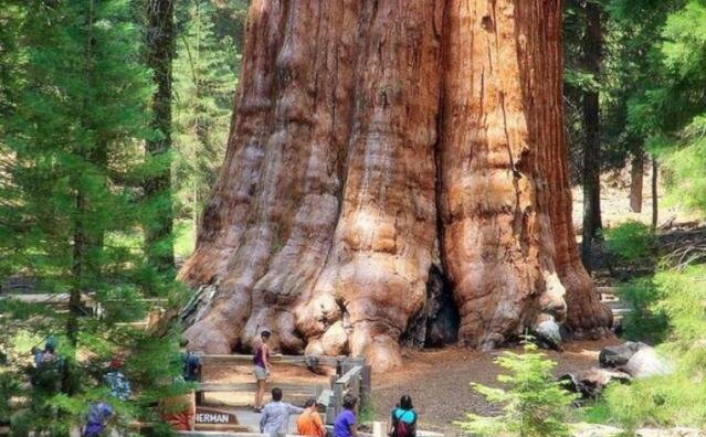 世界上最大的树是什么，雪曼将领树(比15头蓝鲸还沉)