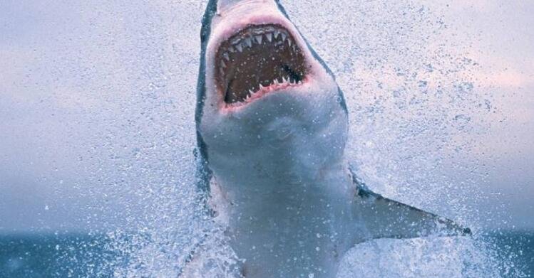 世界上最恐惧鲨鱼排名，公牛鲨最恐惧_剖解后创造人类尸身