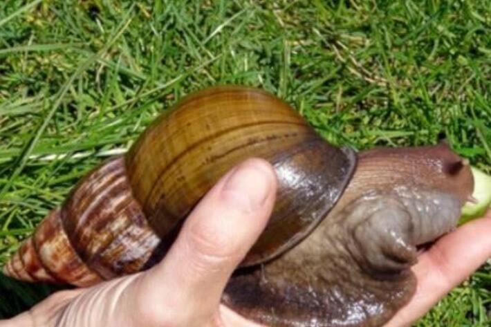 世界上最大的蜗牛，非洲大蜗牛(成为人类的美食)