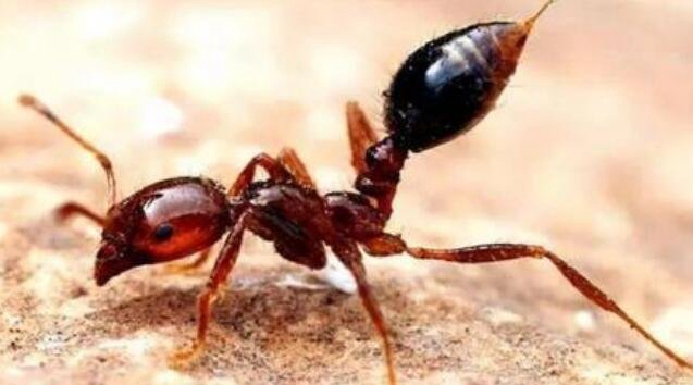 最大的巨型蚂蚁有多大，3.7厘米的公牛蚁