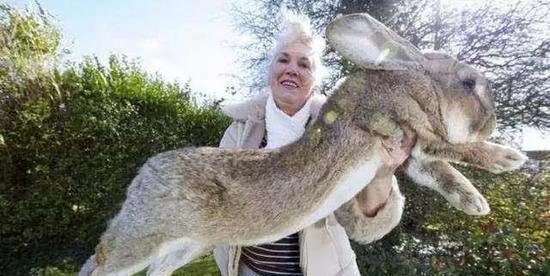 世界最大兔子被偷，主人悬赏1000英镑找回