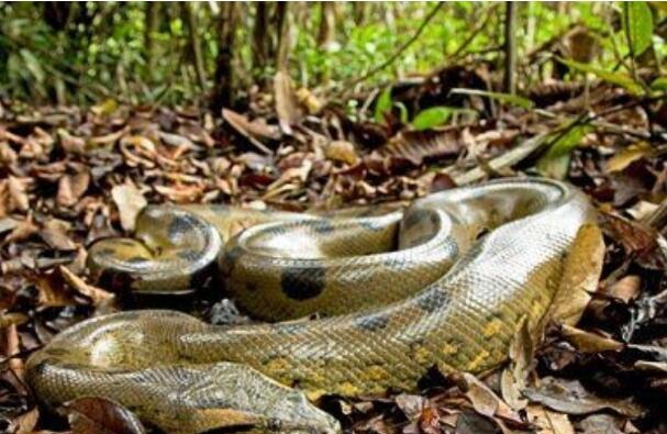 世界上最大的蛇，亚马逊森蚺实至名归(长6米/沉达450斤)