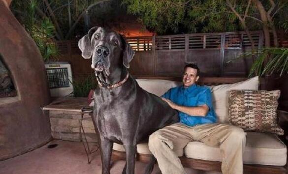 世界上最大的狗，大乔治狗站立比人还高(长2.2米/沉140斤)