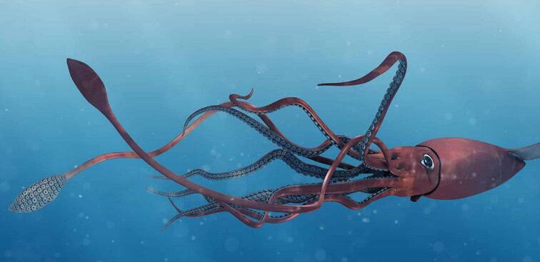 最大的无脊椎动物，大王酸浆鱿竟比大王黑贼更大(20米/600斤)