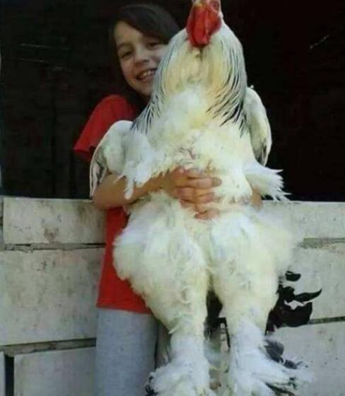 世界上最大的鸡，婆罗门鸡又喊梵天鸡_沉8公斤/高1.2米