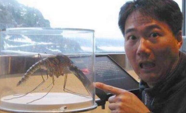 世界上最大的蚊子长几厘米，被它叮一下包有多大？_并没有吃人