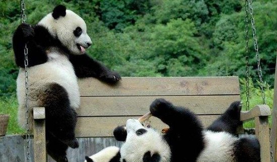 大熊猫为什么被视为中国的国宝?最好谜底四字回答_中国仅有