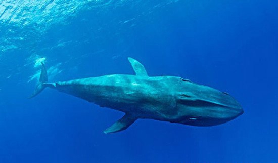 世界上最大的鲸鱼几吨沉，沉达239吨的蓝鲸_堪比40头非洲象