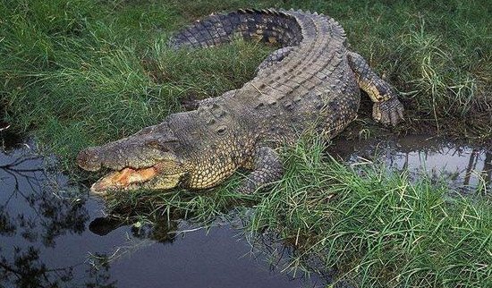 世界上最大的鳄鱼是什么鳄有多大？湾鳄_长七米沉达近2吨