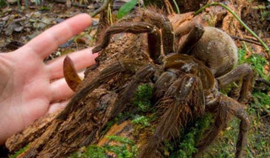 世界上最大的蜘蛛，亚马逊伟人食鸟蛛(体长30cm/以鸟老鼠为食)