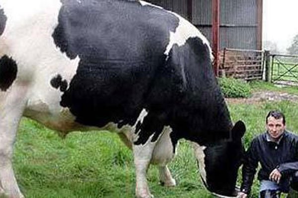 世界上最大的奶牛有多大 红辣椒有一吨多沉