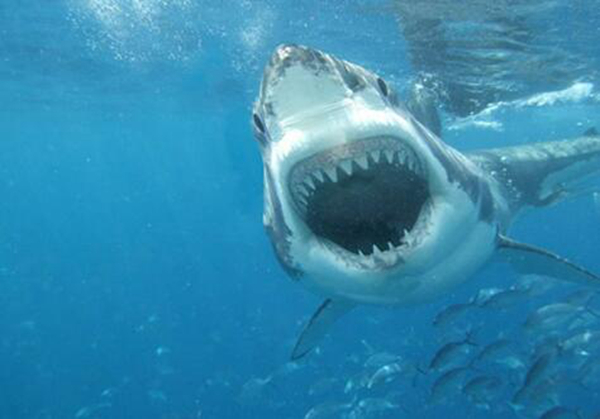 鲨鱼属于什么动物典型 鲨鱼的祖宗是什么动物