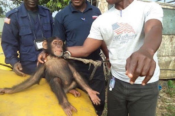 非洲猩猩被干成肉搞 抢手泰西