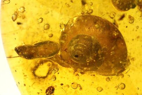 蜗牛琥珀：来自一亿年前蜗牛的注视（图）