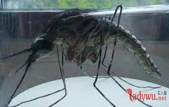 华美巨蚊：世界上最大的蚊子吃人（图）