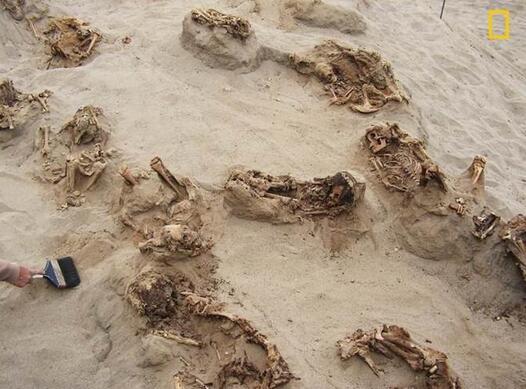 550年前奇穆文明 秘鲁出土寰球最大童子献祭坟场