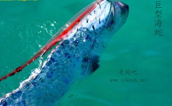 1962年浙江巨型海蛇 124米巨型哲罗鲑