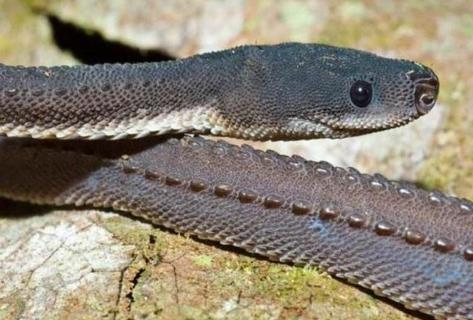 世界上最奇异的十种蛇 外形怪僻的蛇都有哪些（图片）