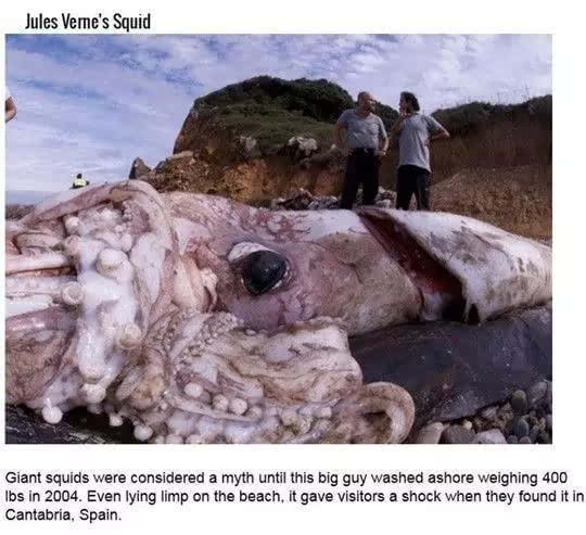 传闻中的海洋巨怪有哪些：圣奥古斯汀怪物 蒙托克怪物（图片）