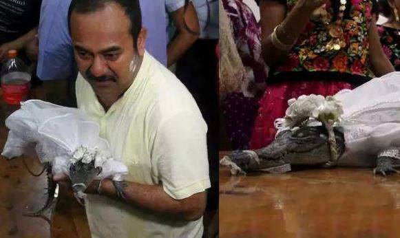 如许怪僻的婚礼：市长与一只小鳄鱼匹配了