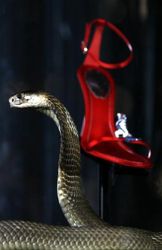 英国百货公司“动用”埃及眼镜蛇维护金贵钻石凉鞋