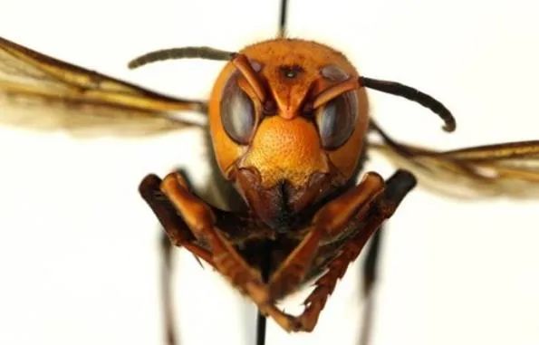 “杀手大黄蜂”（murder hornets）的大虎头蜂已初次在美国被创造
