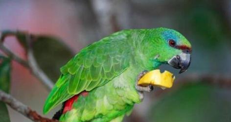 世界上寿命最长的五种鸟 亚马逊鹦鹉活了104岁