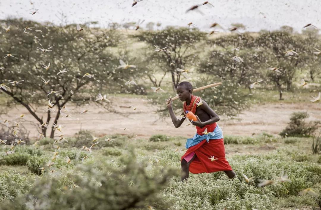 东非戈壁蝗虫摧残或者与天气非常 十分变革有闭（肯尼亚）