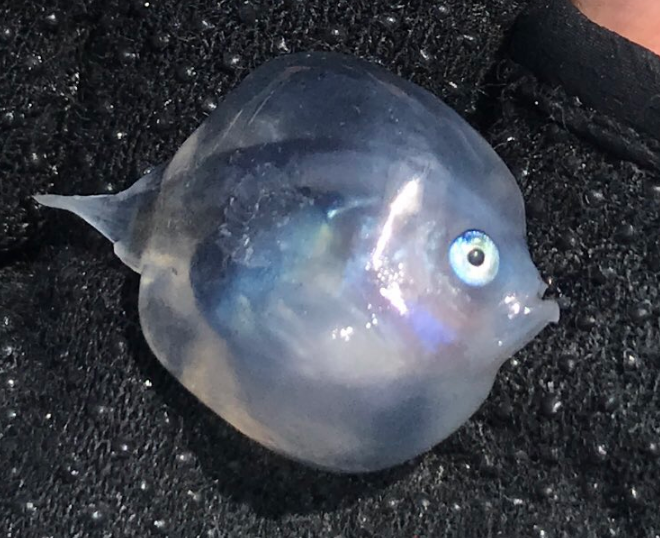 日原果冻鱼：鱼腹中创造神奇生物