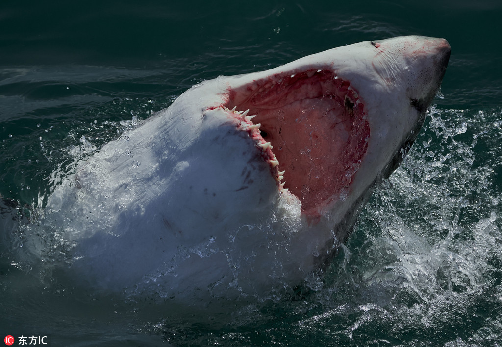 实拍表露鲨逮食猎物刹时的恐惧局面 虎鲸怎样逮食表露鲨呢