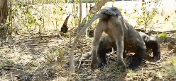 科莫多巨蜥六口吞下一只猴 曾在印尼吃掉过4部分