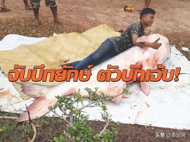 巨型湄公鲶：渔民心外逮捉沉达143公斤巨鱼（图）