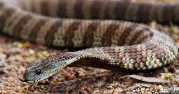 世界最毒的毒蛇第别名图片 世界最毒的十大毒蛇排名