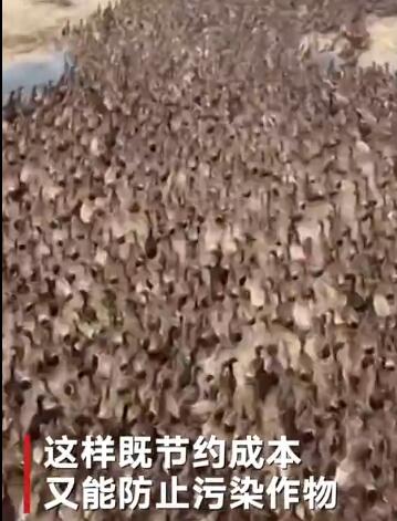 航拍1万只鸭子冲向稻田吃害虫 四周嘎声四起局面太壮阔