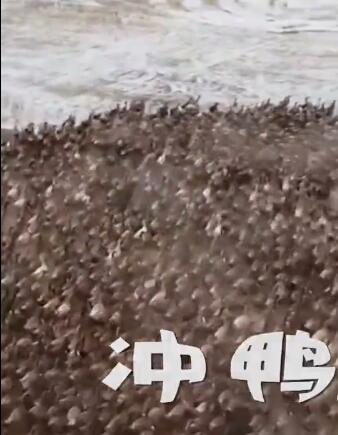 航拍1万只鸭子冲向稻田吃害虫 四周嘎声四起局面太壮阔