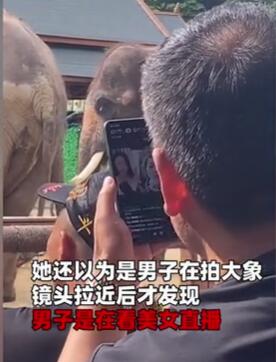 女子瞅大象拍到前线夫君玩手机 镜头一拉近让她刹时无语（图）