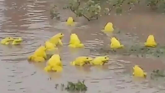 印度水塘涌现黄色田鸡 生机四射地吸引雌性牛蛙