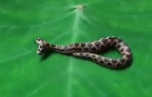 印度双头罗素蝰蛇图片 罗素蝰蛇是印度最恶名远扬的毒蛇