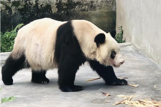 世界最年长熊猫喜迎38岁华诞 大熊猫新星后代多达153只