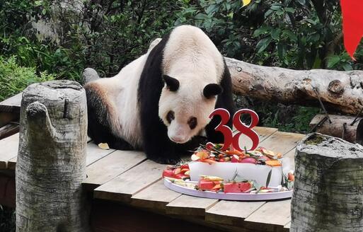 最年长熊猫38岁华诞 大熊猫新星年纪相称于人类110-140岁