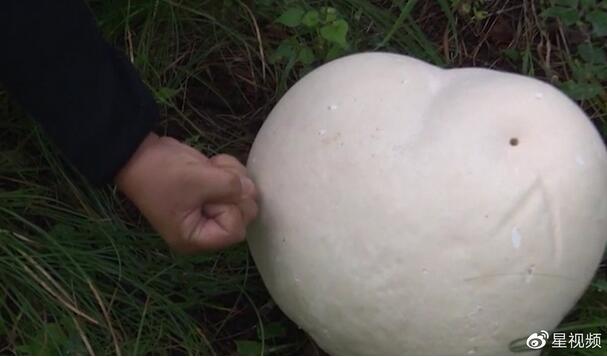 村民雨落后山创造巨型蘑菇通体皎洁 博家的话让人暂时一亮（图）