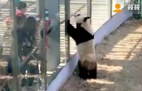 大熊猫跟乘客打掌 网友：最全力交易的熊猫