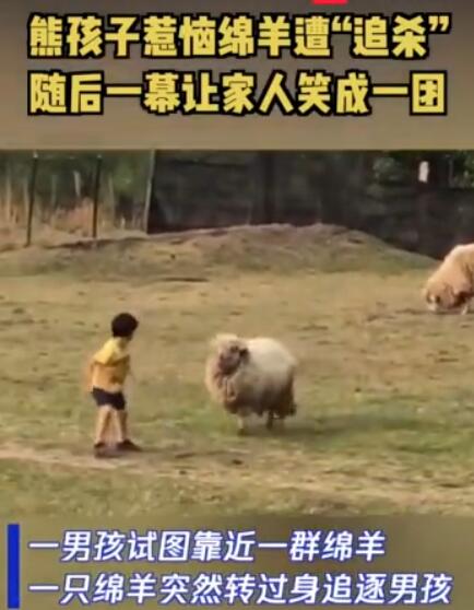 熊儿童触怒绵羊遭追杀,随即绘面让家人笑成一团