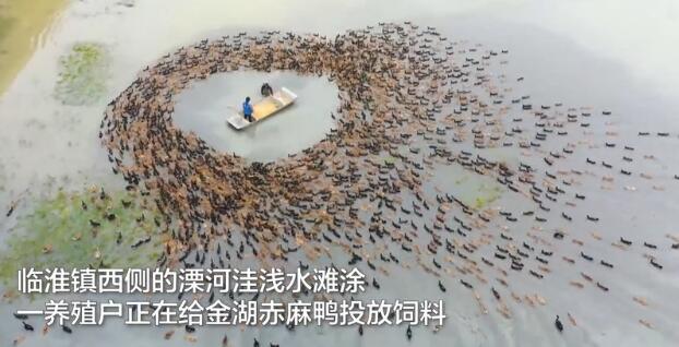 江苏养殖户给数万只鸭子喂食,航拍神秘一幕令人喊绝