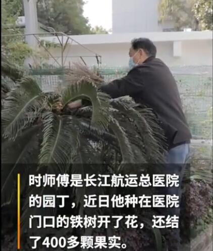 武汉一病院铁树启花截止却被摘走30多颗,花匠师父刹时吓坏