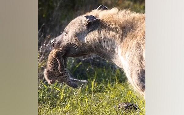 鬣狗悄悄潜入窟窿偷豹子幼崽 昂首撞睹母豹结论不料！