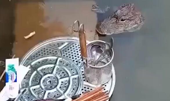 安徽女子河滨洗碗遇野生扬子鳄（图）