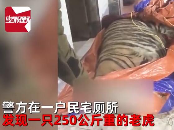 不日，别名49岁夫君购下一只250公斤的伟大老虎，预备宰了吃，现场一幕曝光令人惊叹。